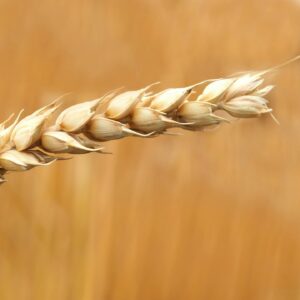 September 23, 2026: Harvest Season